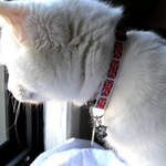Rocky - Union Jack cat collar