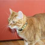 Romeo - wizard cat collar