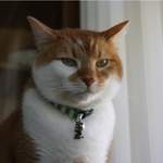 Brady - Wizard cat collar