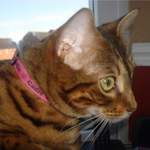 Cadie - personalised cat collar 2
