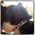 bitsy - tattoo cat collar