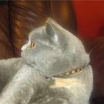 lacey - pumpkins cat collar