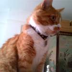 small - jack olanterns cat collar