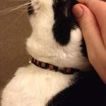 tinkerbell - pumpkin cat collar