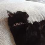 astra - tattoo cat collar