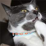 riley - goldfish cat collar