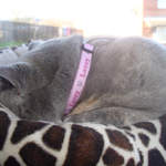 Lacey - Personalised cat collar