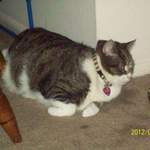 Olivia - Hufflepuff cat collar