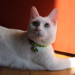 Quincy - Shamrock cat collar