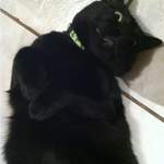 Yoshi - shamrock cat collar