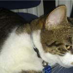 Gizmo - personalised cat collar
