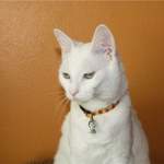 quincy - wizard cat collar