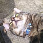 oscar - blue cookie cat collar