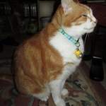 barnaby - plaid cat collar