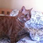 amber - jolly holly cat collar