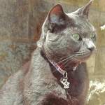dinah - union jack cat collar