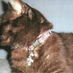 juliet - union jack cat collar